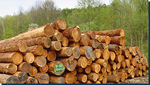 Rohstoff Holz